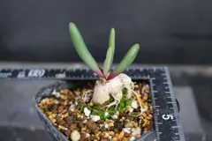 【即納】2596　フィロボルス　エーンリエット　/　 Phyllobolus ssp. eenriet　信州実生