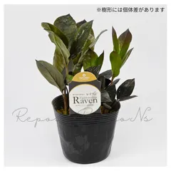 ザミオクルカス：レイブン（4.5号）希少　観葉植物　ブラックリーフ インテリア　珍しい　ザミオクルカス　インテリアグリー アウトレット