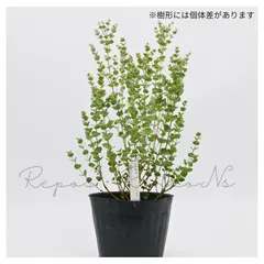 ユーカリ：ムーンラグーン（5号）希少　ユーカリ苗　常緑樹　フラワーアレンジメント ユーカリ｜在庫あり