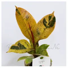 【即納】フィカス・エラスティカ・ジン（3号鉢）希少　観葉植物　ゴムの木　フィカス 斑入り フィカス ゴムの木 ジン