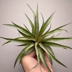 【即納】【月に一度の感謝祭開催中】⑩Tillandsia capitata'Red' カピタータレッド 現品［育成ガイド付］チラ