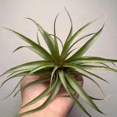 【月に一度の感謝祭開催中】①Tillandsia capitata'Red' カピタータレッド 現品［育成ガイド付］チラ 新着