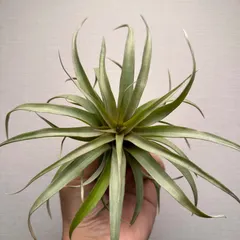 中古 【月に一度の感謝祭開催中】②Tillandsia capitata'Red' カピタータレッド 現品［育成ガイド付］チラ 即納