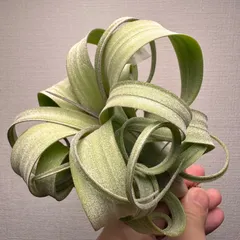 【即納】【月に一度の感謝祭開催中】⑥Tillandsia 'Curly Slim'カーリースリム XL チランジア エアプランツ