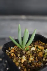2562 オトンナ　クラビフォリア /　Othonna clavifolia　信州実生｜在庫あり