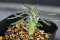2571 『逆鱗竜』　ユーフォルビア　クランデスティナ Euphorbia/ clandestina　信州実生 新着