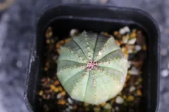2576 ユーフォルビア　オベサ　プロリフェラ / Euphorbia obesa cv. Prolifera セール