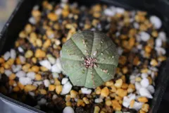 【激安】2560 ユーフォルビア　オベサ　プロリフェラ / Euphorbia obesa cv. Prolifera