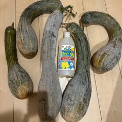 家庭菜園無農薬　訳あり  鶴首かぼちゃ箱込約14キロ 送料無料