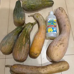 家庭菜園　無農薬　野菜 訳あり  鶴首かぼちゃ　長いかぼちゃ 箱込約14キロ 新着