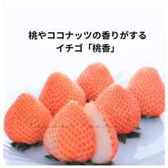 【予約商品】イチゴ苗　桃・ココナッツ風味の桃色いちご 「桃香」 2苗セット 正規品ラベル付き（3号）レア品種　モモカ　桃 送料無料