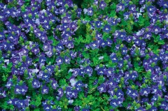 【激安】花苗 ベロニカ タイダルプール 9cmポット 1苗