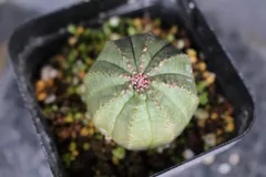 2580 ユーフォルビア　オベサ　プロリフェラ / Euphorbia obesa cv. Prolifera 送料無料