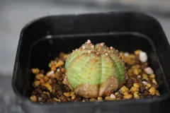【送料無料】2586 ユーフォルビア・シンメトリカ　/ Euphorbia obesa ssp. symmetrica　　かき仔　発