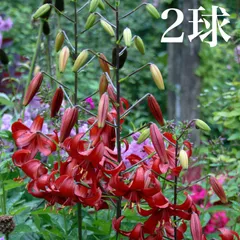 【期間限定】魅惑の紅いシャンデリアリリー 'レッドベルベット'の球根 2球