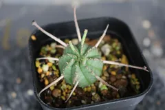 2619 Euphorbia meloformis 　/　ユーフォルビア メロフォルミス 送料無料