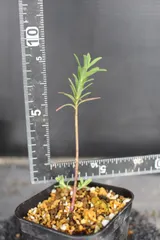 2608 ユーフォルビア・フォリオサ Euphorbia foliosa　信州実生｜在庫あり