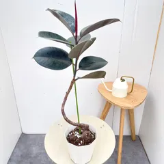 【期間限定】フィカス　バーガンディ　8【現品】観葉植物　室内　５号