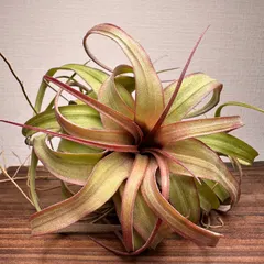 【月に一度の感謝祭開催中】⑥激レア Tillandsia 'Eric Knobloch' エリックノブロック 現品［育成 セール