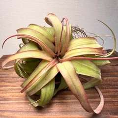 【送料無料】【月に一度の感謝祭開催中】⑦激レア Tillandsia 'Eric Knobloch' エリックノブロック 現品［育成