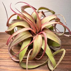 【期間限定】【月に一度の感謝祭開催中】⑧激レア Tillandsia 'Eric Knobloch' エリックノブロック 現品［育成