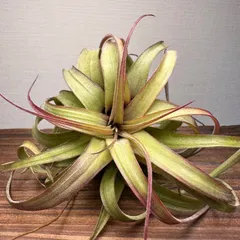 【月に一度の感謝祭開催中】⑨激レア Tillandsia 'Eric Knobloch' エリックノブロック 現品［育成 送料無料
