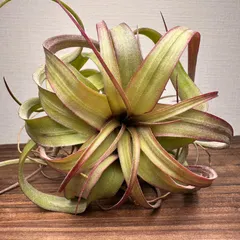 【送料無料】【月に一度の感謝祭開催中】⑩激レア Tillandsia 'Eric Knobloch' エリックノブロック 現品［育成