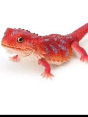 バンダイ 가챠 爬虫類生物大図鑑 ビアードドラゴン レッド