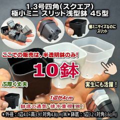 新 半透明鉢のみ＊ミニプラ鉢専門店＊一辺4cmスリット鉢-1.3号四角 スクエア 極小ミニスリット浅型鉢45型-半透明-10鉢☆ぶ厚い高機能鉢＊多肉・塊根植物コーデックス・アガベ・サボテン・ハオルチア・アデニウム・パキポディウム・実生＠フラワーショップ江口