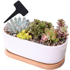 新品 VIVIJOIE 植木鉢 陶器 小さい 多肉植物 鉢 陶器 受け皿 付き 白 プランター 排水穴 楕円形鉢 園芸 タグ付き