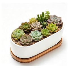 新品 ZIMUYLOP 多肉植物鉢 陶器鉢 植木鉢 プランター サボテン鉢 穴あり 受け皿付き ホワイトセラミック 観葉植物 ガーデニング リビングバルコニー 庭インテイア適用 ? 1, 7cm, 楕円形
