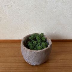 ミニ盆栽鉢 信楽焼 セダム パリダム 多肉植物