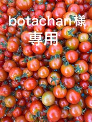 北海道オホーツク産ミニトマト専用