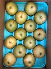 大玉お値打ち正規品 27個【2ケース】ニュージーランド産グリーンキウイ 