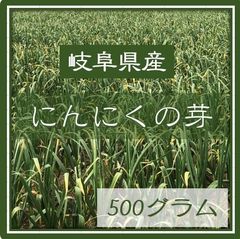 ⭐️5月1日〜5月15日発送⭐️岐阜県産　にんにくの芽　500グラム　農家直送　NO1
