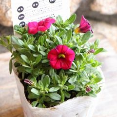 一重咲き カリブラコア サンバ レッド 3.5号ポット苗 【1株販売】 寄せ植え 花壇 鉢植え お洒落 おしゃれ 可愛い かわいい 春の花 夏の花 秋の花 花 苗 初心者