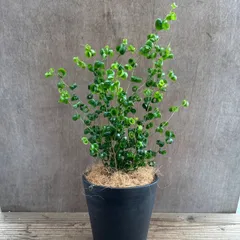 2026年最新】珍奇植物の人気アイテム - メルカリ