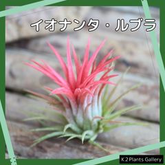 ☆紅葉 【ルブラ】チランジア  エアプランツ エアープランツ