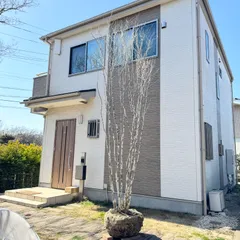 自生山採り/アオダモ/大株【現品発送】管理70574 自生山採り/アオダモ/大株【現品発送】管理70056