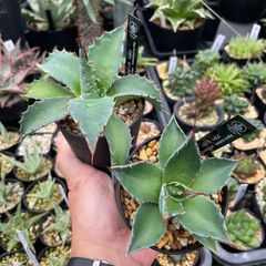 DP014アガベオテロイ実生4株 選抜良株 Agave Oteroi seeding