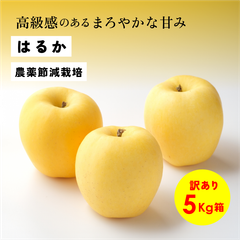 高級感のあるまろやかな甘み 11月収穫 幻のリンゴ 「はるか5キロ箱訳あり品」長野県産 安曇野 信州産 幻