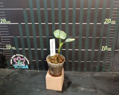 フィロデンドロン・ソーディロイ　Philodendron sodiroi
