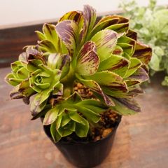 MA084	黄金ボール	【イータニク】多肉植物　韓国苗　第四種郵便発送