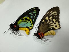 蝶の標本★マライタ島産アオメガネペアNo.1
