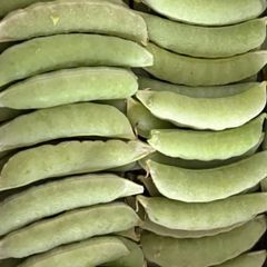 令和7年分終了です　500g豆取り用スナップエンドウ