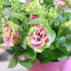 2024年最新】小輪ペチュニアの人気アイテム - メルカリ 