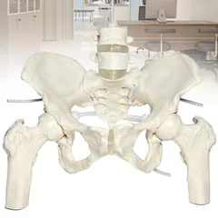 限定出品中 大腿骨付き骨盤模型 人体模型 骨模型 骨格標本 伸縮 女性 Amazon.co.jp: KIYOMARU ミニサイズのグイッと動かせる大腿骨