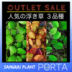 専用❤️速達＋300円同梱-100円リトープス　紫巴里玉 群生美紋 鉢のまま 紫褐紫勲玉 A1409☆リトープス メセン 多肉植物 数量もの☆浦部