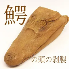 2024年最新】ワニの剥製の人気アイテム - メルカリ