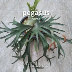 6/9更新ペガサス　ビカクシダ P.Pegasusというかっこよすぎビカクシダ。